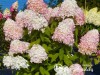 Hortenzija šluotelinė ,Magical Sweet Summer' (lot. Hydrangea paniculata)